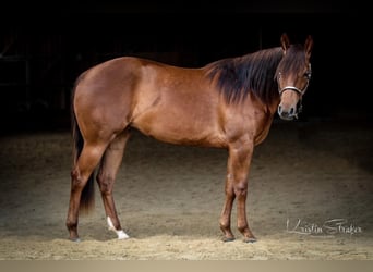 American Quarter Horse, Mare, 7 years, 14.2 hh, Chestnut
