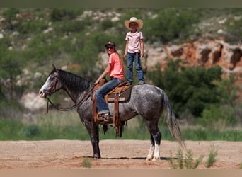 American Quarter Horse, Mare, 7 years, 14.2 hh, Gray