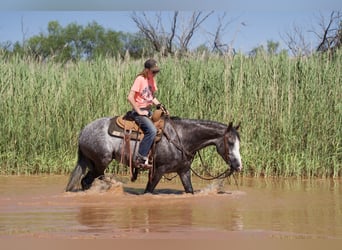 American Quarter Horse, Mare, 7 years, 14.2 hh, Gray