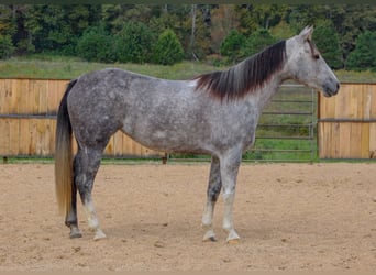 American Quarter Horse, Mare, 7 years, 14.2 hh, Grey