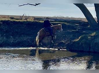 American Quarter Horse, Mare, 7 years, 14,2 hh, Palomino