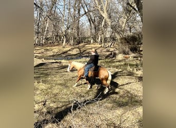 American Quarter Horse, Mare, 7 years, 14,2 hh, Palomino