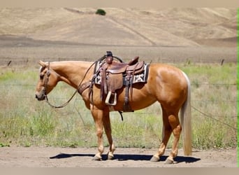 American Quarter Horse, Mare, 7 years, 14.2 hh, Palomino