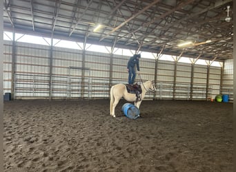 American Quarter Horse, Mare, 7 years, 14.2 hh, Palomino