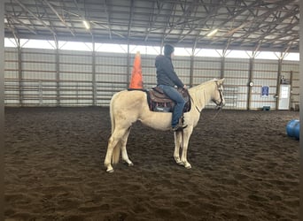 American Quarter Horse, Mare, 7 years, 14.2 hh, Palomino