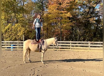 American Quarter Horse, Mare, 7 years, 14.2 hh, Palomino