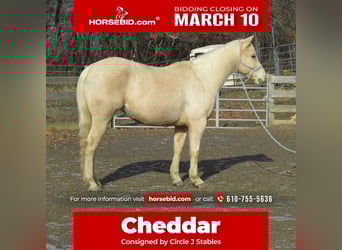 American Quarter Horse, Mare, 7 years, 14.2 hh, Palomino