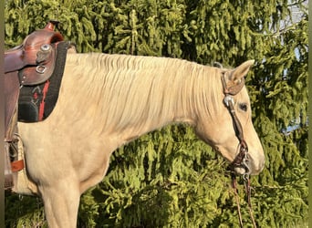 American Quarter Horse, Mare, 7 years, 14.2 hh, Palomino
