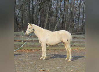 American Quarter Horse, Mare, 7 years, 14.2 hh, Palomino