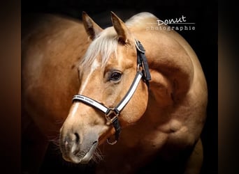 American Quarter Horse, Mare, 7 years, 14.2 hh, Palomino