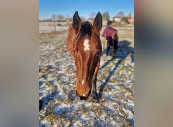 American Quarter Horse, Mare, 7 years, 14.2 hh, Rabicano