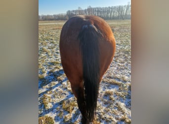 American Quarter Horse, Mare, 7 years, 14.2 hh, Rabicano