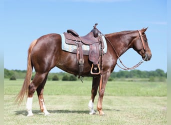American Quarter Horse, Mare, 7 years, 14.2 hh, Sorrel