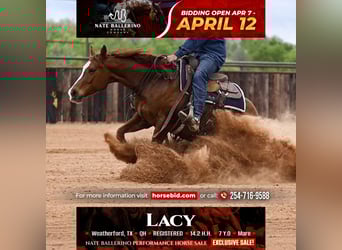 American Quarter Horse, Mare, 7 years, 14.2 hh, Sorrel