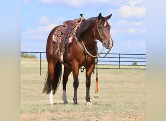 American Quarter Horse, Mare, 7 years, 14.3 hh, Bay