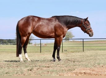 American Quarter Horse, Mare, 7 years, 14.3 hh, Bay