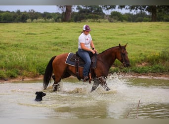 American Quarter Horse, Mare, 7 years, 14.3 hh, Bay
