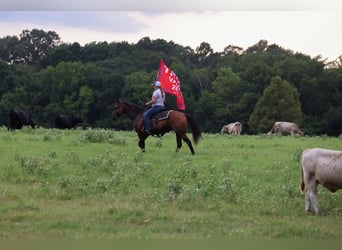 American Quarter Horse, Mare, 7 years, 14.3 hh, Bay
