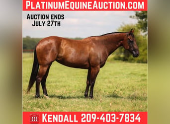 American Quarter Horse, Mare, 7 years, 14.3 hh, Bay