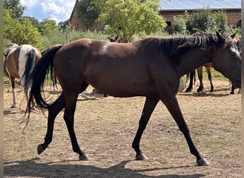 American Quarter Horse Mix, Mare, 7 years, 14.3 hh, Black