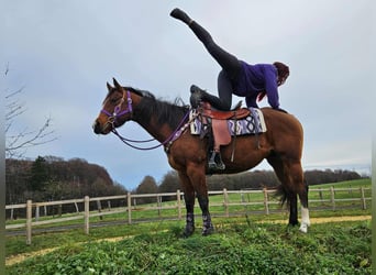 American Quarter Horse, Mare, 7 years, 14.3 hh, Brown