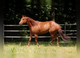 American Quarter Horse, Mare, 7 years, 14.3 hh, Chestnut-Red