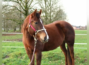 American Quarter Horse, Mare, 7 years, 14,3 hh, Chestnut