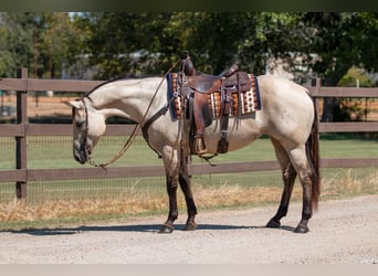 American Quarter Horse, Mare, 7 years, 14,3 hh, Dun