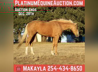 American Quarter Horse, Mare, 7 years, 14.3 hh, Palomino