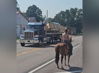 American Quarter Horse, Mare, 7 years, 14.3 hh, Rabicano American Quarter Horse, Mare, 7 years, 14.3 hh, Rabicano