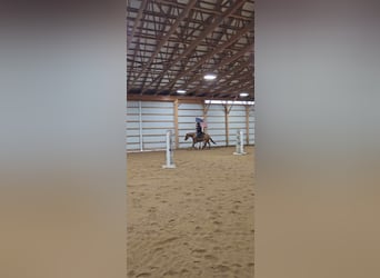 American Quarter Horse, Mare, 7 years, 14.3 hh, Red Dun
