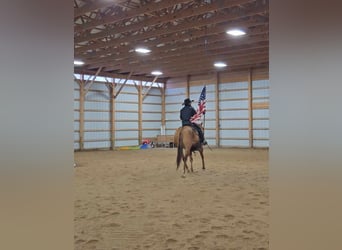 American Quarter Horse, Mare, 7 years, 14.3 hh, Red Dun