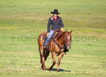 American Quarter Horse, Mare, 7 years, 14,3 hh, Red Dun