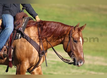 American Quarter Horse, Mare, 7 years, 14,3 hh, Red Dun