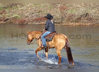 American Quarter Horse, Mare, 7 years, 14,3 hh, Red Dun