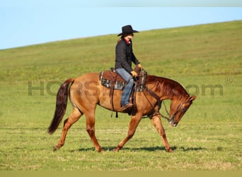 American Quarter Horse, Mare, 7 years, 14,3 hh, Red Dun