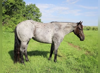 American Quarter Horse, Mare, 7 years, 14.3 hh, Roan-Blue