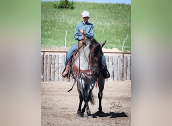 American Quarter Horse, Mare, 7 years, 14.3 hh, Roan-Blue