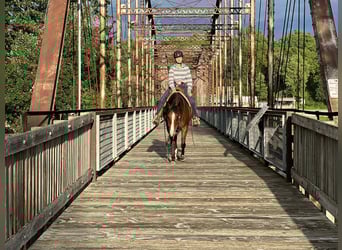 American Quarter Horse, Mare, 7 years, 14 hh, Bay
