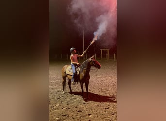 American Quarter Horse, Mare, 7 years, 14 hh, Bay