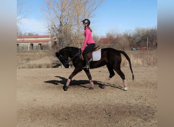 American Quarter Horse, Mare, 7 years, 14 hh, Black