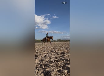 American Quarter Horse, Mare, 7 years, 14 hh, Dun