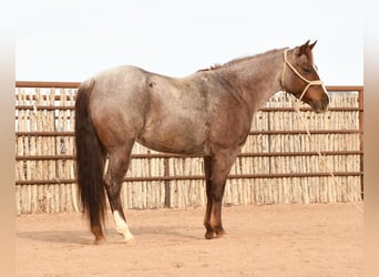 American Quarter Horse Mix, Mare, 7 years, 14 hh, Roan-Red