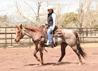 American Quarter Horse Mix, Mare, 7 years, 14 hh, Roan-Red