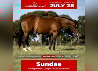 American Quarter Horse, Mare, 7 years, 14,1 hh, Bay