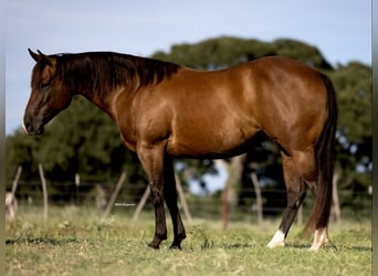 American Quarter Horse, Mare, 7 years, 14,1 hh, Bay