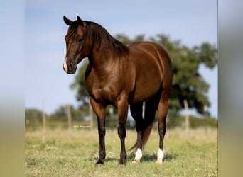 American Quarter Horse, Mare, 7 years, 14,1 hh, Bay