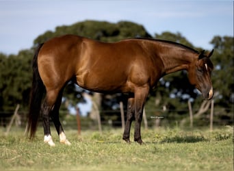 American Quarter Horse, Mare, 7 years, 14,1 hh, Bay