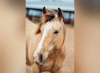 American Quarter Horse, Mare, 7 years, 14,1 hh, Buckskin