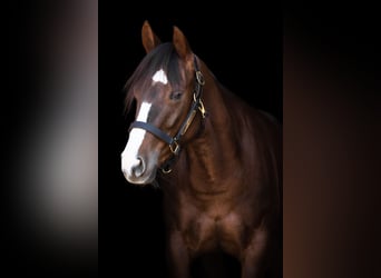 American Quarter Horse, Mare, 7 years, 14,1 hh, Chestnut-Red
